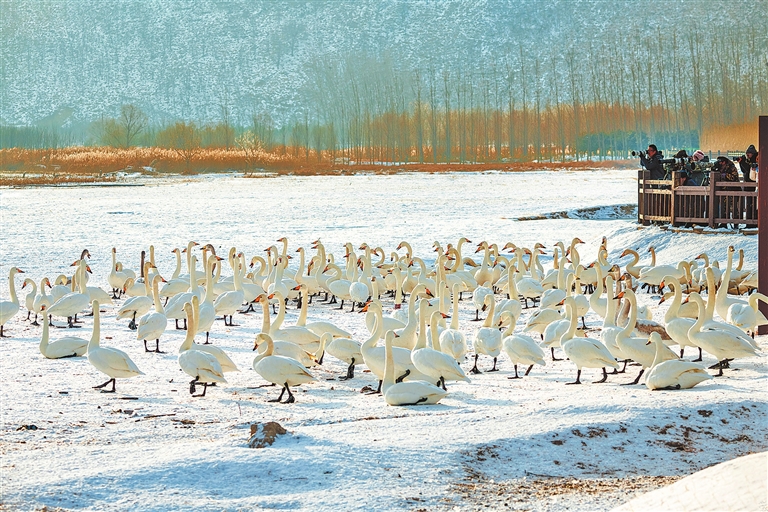 一座城与一群鸟的双向奔赴_fororder_p38_s