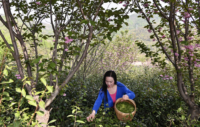 信阳市新县：不负新芽绿 春茶采摘忙_fororder_新芽吐绿采摘忙（焦汉平 摄）