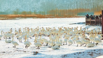 一座城与一群鸟的双向奔赴