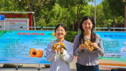 南阳理工学院：枇杷文化节有“医”思