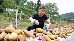 信阳市新县：八月瓜喜获丰收 山野果变身“致富果”