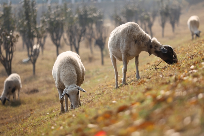 河南开封:古城秋韵浓 河南开封:古城秋韵浓