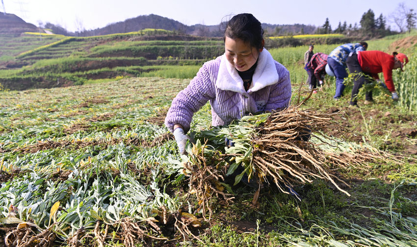 信陽(yáng)新縣：板藍(lán)根喜獲豐收 “苦”藥材種出“甜”滋味_fororder_晾曬采收的板藍(lán)根（焦?jié)h平 攝）