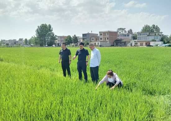 信阳市商城县：水稻夏管正当时 精心管护保丰收_fororder_图片1