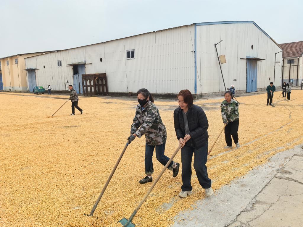 河南多点发力守护秋粮安全
