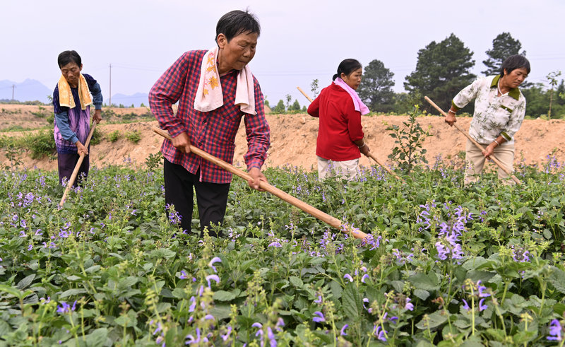 信阳市新县：发展中药材种植 打造致富金“药”匙_fororder_给丹参除草（焦汉平 摄）