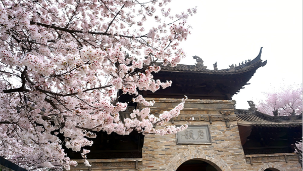 许昌鄢陵：樱花树下油菜黄 春色层叠醉游人
