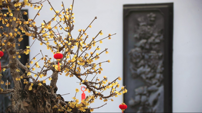 河南鄢陵：二梅花开香九州