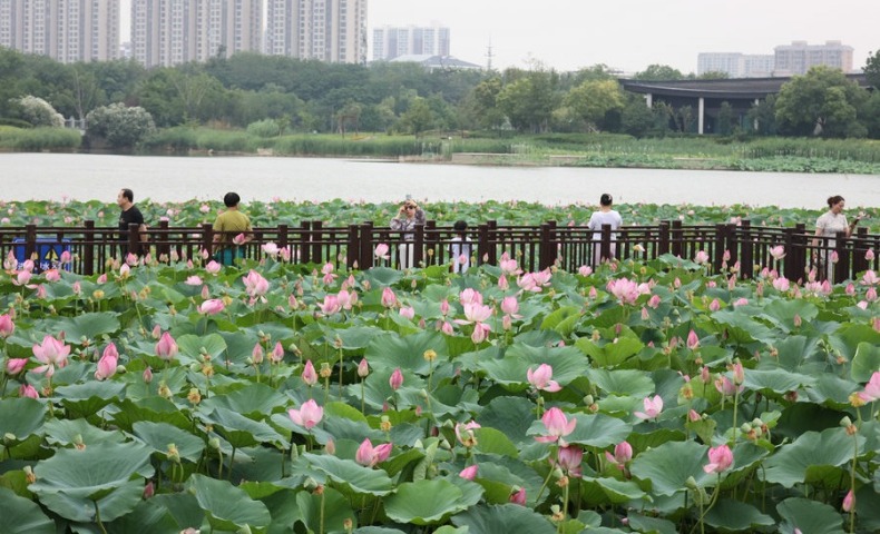 河南开封：雨后赏荷