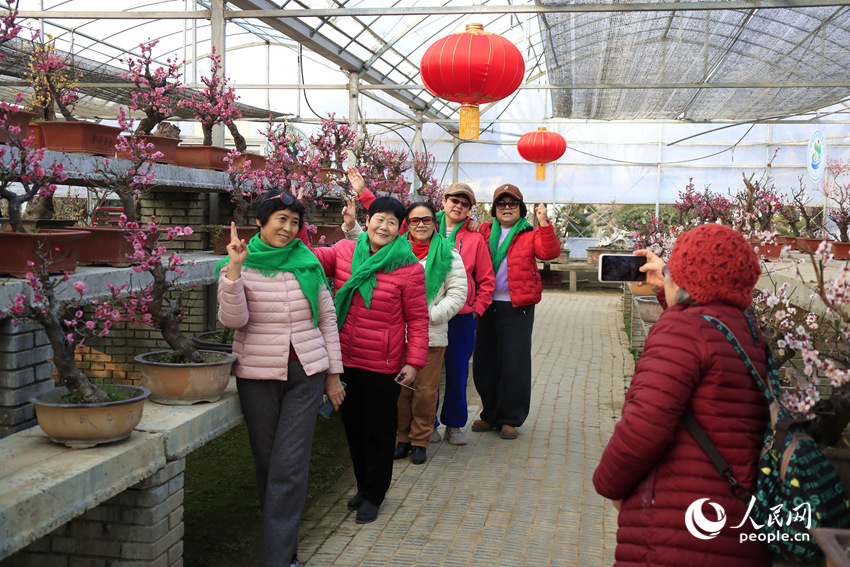 河南鄢陵：二梅花开香九州_fororder_LOCAL1770518597759C7S6TTLFTL