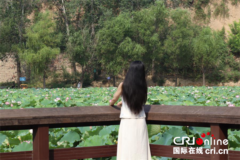 河南郑州：暑风拂处荷香远 十里荷花入画屏_fororder_图片3