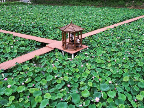信阳市商城县：多元产业激活“夏日经济”_fororder_”荷“美客来 王灿 摄