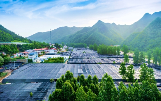 南阳市西峡县擦亮地理标志“金招牌”_fororder_西峡县寨根乡香菇标准化生产基地 供图 西峡县委宣传部