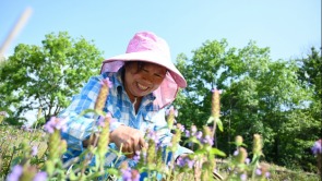 信阳新县：夏枯草喜获丰收 中药材助农增收