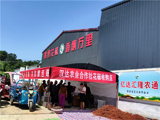 三门峡市灵宝市豫灵镇：“麻”呀！摘花椒喽_fororder_微信图片_20250808164016