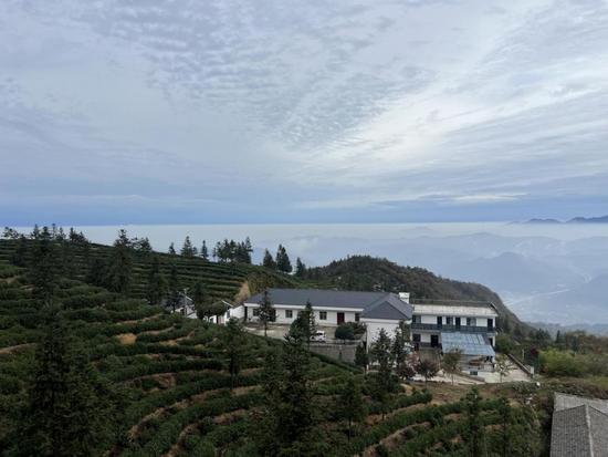 信阳市浉河区：人才活水“泡”出茶乡新味_fororder_龙华山上茶飘香