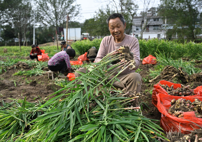 信阳市新县:小黄姜喜获丰收 信阳市新县:小黄姜喜获丰收_fororder_村民喜笑颜开(焦汉平 摄)
