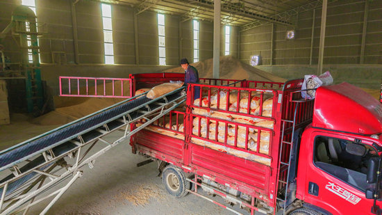 南阳市卧龙区：抢晴战雨保秋收_fororder_蒲山镇农民将烘干的玉米装车销售市场 摄影 王小军.JPG