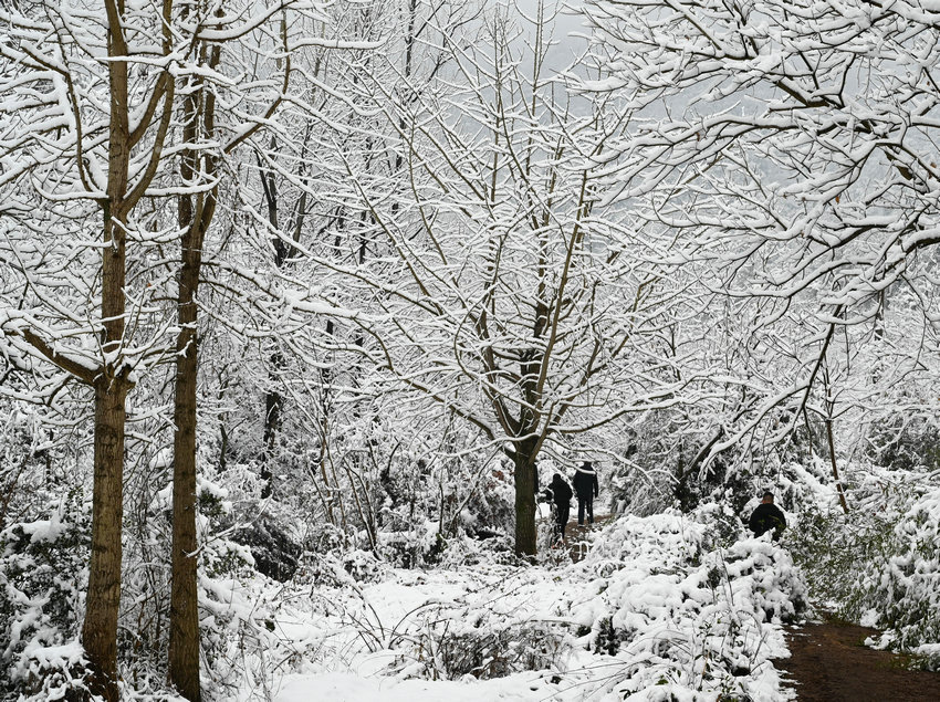 信阳市新县：雪落红城 美如水墨画卷_fororder_玉树琼枝（焦汉平 摄）