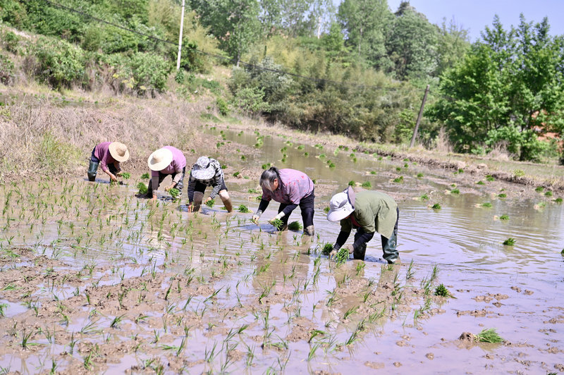 信阳市新县：稻田染新绿 农户插秧忙_fororder_5月7日，在新县陡山河乡胡冲村一处稻田里，农户们正在插秧（焦汉平 摄）