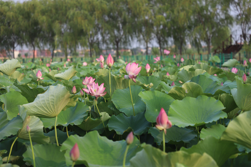 濮阳范县：荷花盛开引客来_fororder_图片3