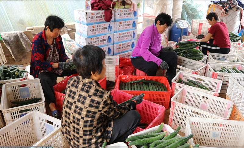 濮阳市台前县：绿藤结硕果 黄瓜产销旺_fororder_图片8