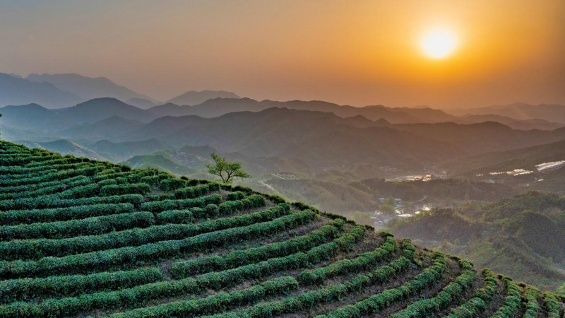 信阳市固始县：多策助茶兴 茶香促振兴_fororder_图片5