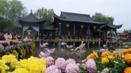 菊香织锦绣 中国翰园碑林打造沉浸式文化艺术盛宴