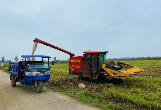 南阳市卧龙区：抢晴战雨保秋收_fororder_收获玉米 摄影 汪滢