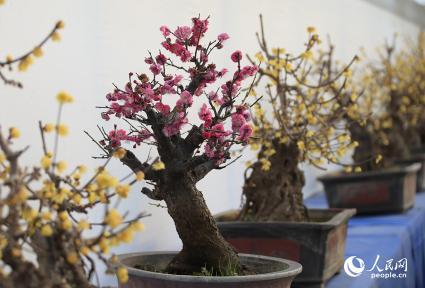 河南鄢陵：二梅花开香九州_fororder_LOCAL1770518597243YY0R0UTHOH