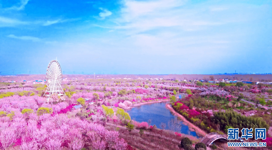 解码县区看发展|河南鄢陵：“一朵花”的百亿产业梦