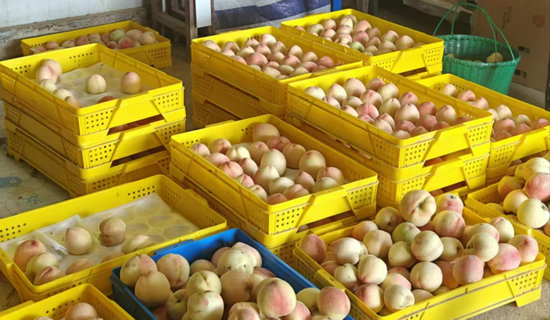 信阳市商城县：多元产业激活“夏日经济”_fororder_等待打包运输的水蜜桃 陈相臻 摄