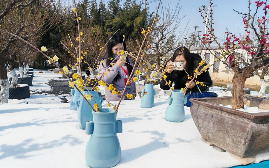 金梅映雪 香约鄢陵 第十二届中国·鄢陵蜡梅梅花文化节开幕_fororder_5