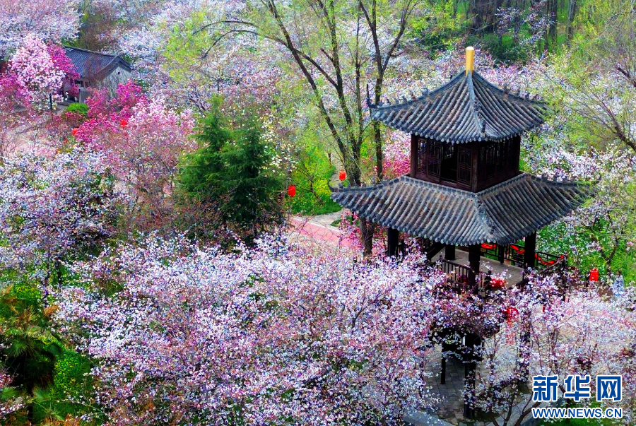 解码县区看发展|河南鄢陵：“一朵花”的百亿产业梦