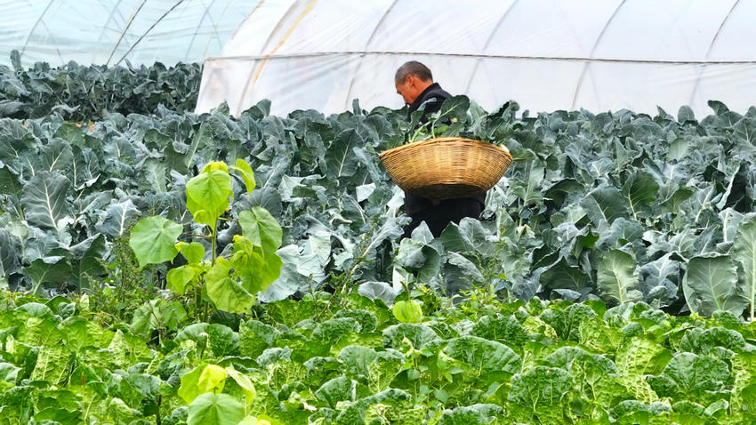 南阳市新野县：鲜蔬满棚迎丰收 村民增收致富忙_fororder_农户采收蔬菜 摄影 徐鹏远