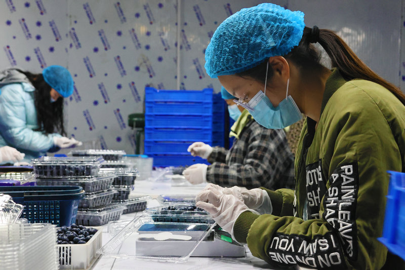南阳市社旗县：小蓝莓结出“致富果”_fororder_选果车间里工人正在称重、包装 摄影 张举