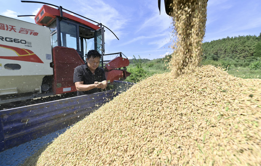 信阳市新县：再生稻开镰收割 颗粒归仓好“丰”景_fororder_金黄的稻谷堆满堆满车厢（焦汉平 摄）