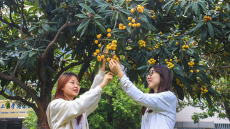 南阳理工学院：枇杷文化节有“医”思