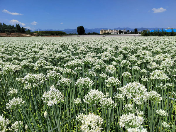 济源：沃野田畴展活力 城乡融合绘幸福