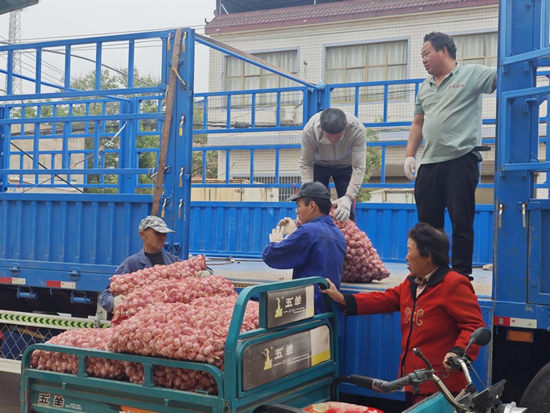 开封杞县早熟大蒜陆续收获上市_fororder_图片4
