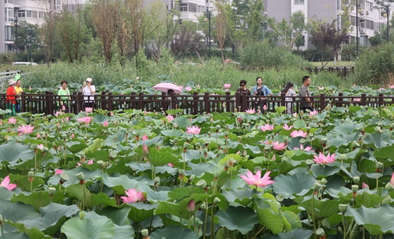 荷香飘古城