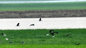 三门峡陕州区：黄河岸畔黑鹳舞
