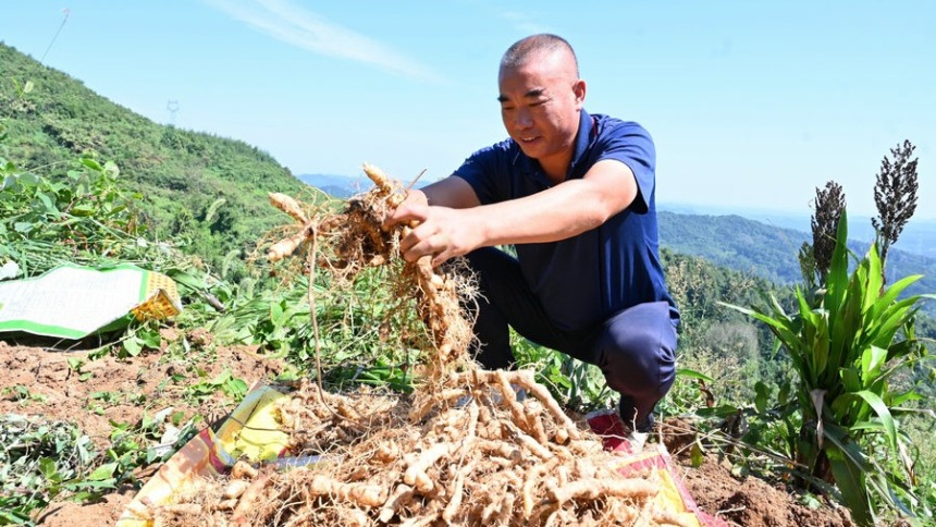 信阳市新县：深山沃土结出“致富药”