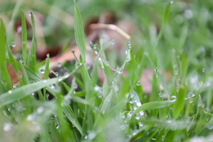 古城春色入画来_fororder_654233_700x700