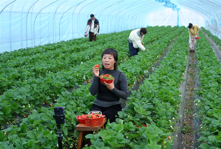 河南如何闯出“莓”好之路——从国产新优品种看草莓产业之变