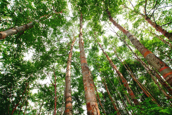 【关注3.12植树节】植绿中原绘新卷_fororder_6版_s