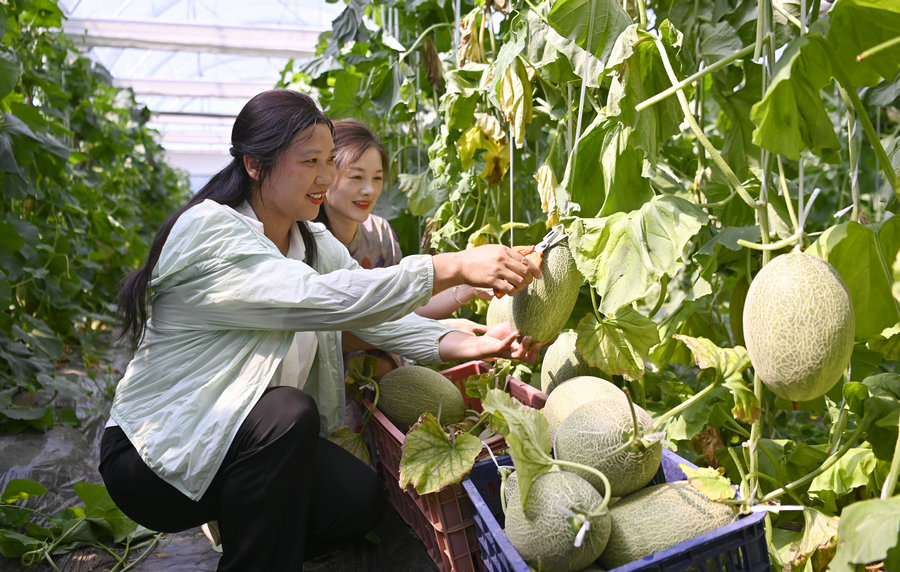 信阳新县：哈密瓜喜获丰收 特色产业铺就致富路_fororder_瓜农正在采收哈密瓜（焦汉平 摄）