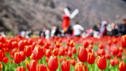 河南新乡：百万株郁金香竞相绽放