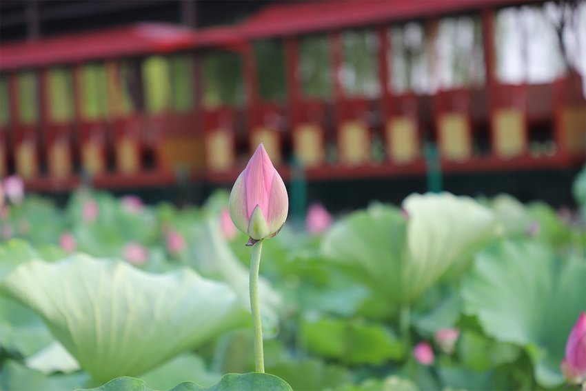 濮阳范县：荷花盛开引客来_fororder_图片7