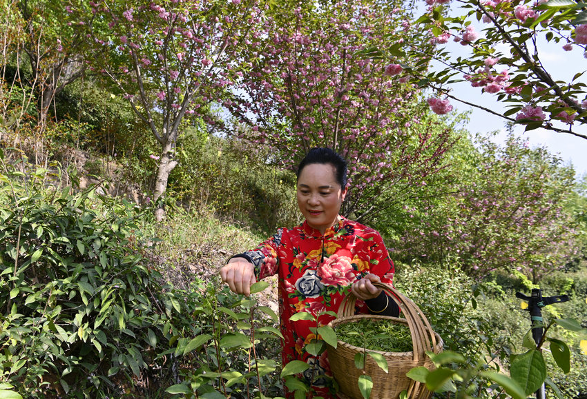 信阳市新县：不负新芽绿 春茶采摘忙_fororder_采茶（焦汉平 摄）